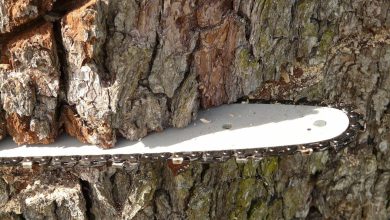 Un retraité de 80 ans coupe un arbre dans son jardin, sa femme meurt écrasée